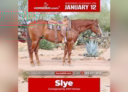 Quarter horse américain, Hongre, 5 Ans, 155 cm