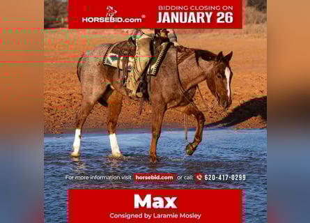 Quarter horse américain, Hongre, 5 Ans, 155 cm, Rouan Rouge