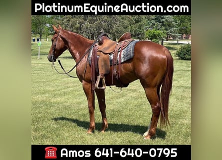 Quarter horse américain, Hongre, 5 Ans, 157 cm, Alezan brûlé