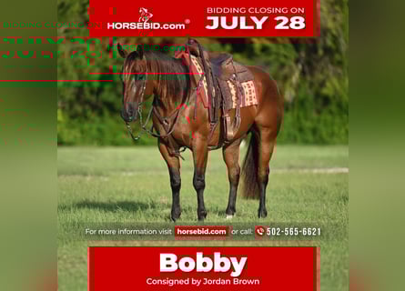 Quarter horse américain, Hongre, 5 Ans, 157 cm, Bai cerise