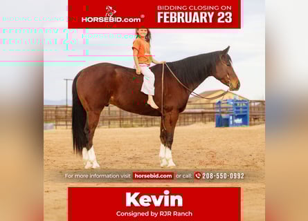 Quarter horse américain, Hongre, 5 Ans, 157 cm, Bai cerise