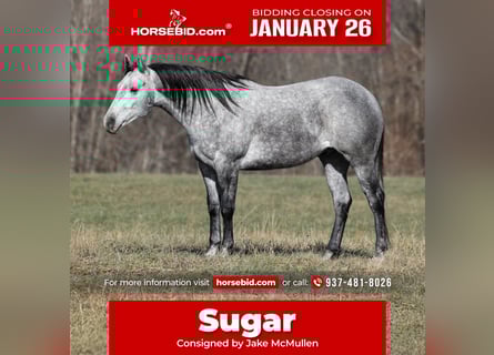 Quarter horse américain, Hongre, 5 Ans, 157 cm, Gris pommelé