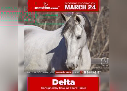 Quarter horse américain Croisé, Hongre, 5 Ans, 157 cm, Gris