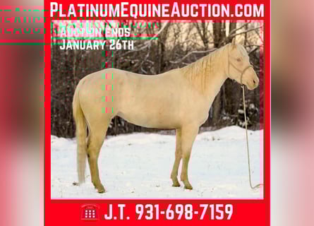 Quarter horse américain, Hongre, 5 Ans, 157 cm, Perlino