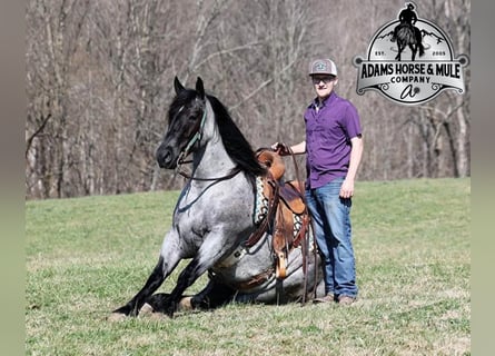 Quarter horse américain, Hongre, 5 Ans, 157 cm, Rouan Bleu