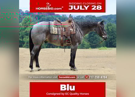 Quarter horse américain, Hongre, 5 Ans, 157 cm, Rouan Bleu