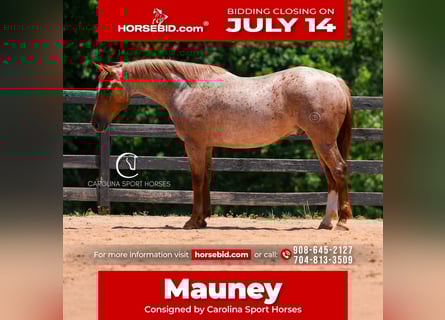 Quarter horse américain, Hongre, 5 Ans, 157 cm, Rouan Rouge