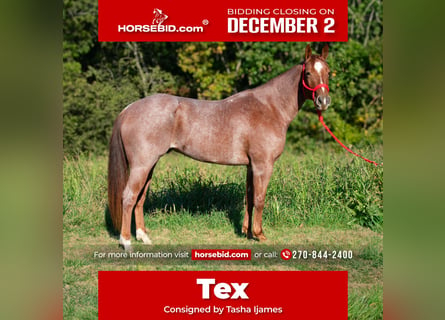 Quarter horse américain, Hongre, 5 Ans, 157 cm, Rouan Rouge