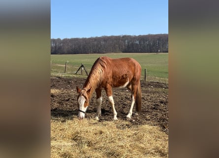 Quarter horse américain Croisé, Hongre, 5 Ans, 158 cm, Pinto