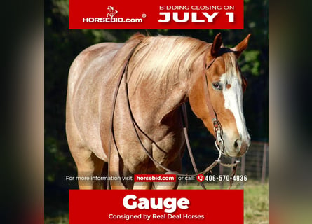 Quarter horse américain, Hongre, 5 Ans, 160 cm, Rouan Rouge