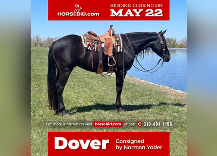 Quarter horse américain Croisé, Hongre, 5 Ans, 163 cm, Noir