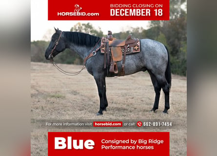 Quarter horse américain, Hongre, 5 Ans, 163 cm, Rouan Bleu
