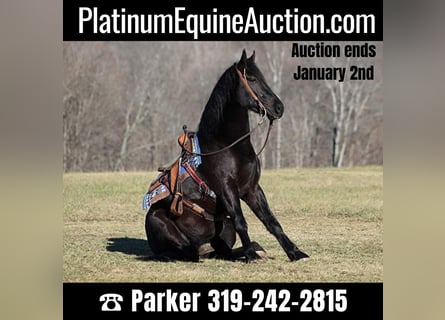 Quarter horse américain, Hongre, 5 Ans, 168 cm, Noir