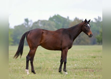 Quarter horse américain, Hongre, 5 Ans, 170 cm