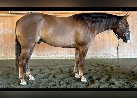 Quarter horse américain, Hongre, 5 Ans, Alezan dun