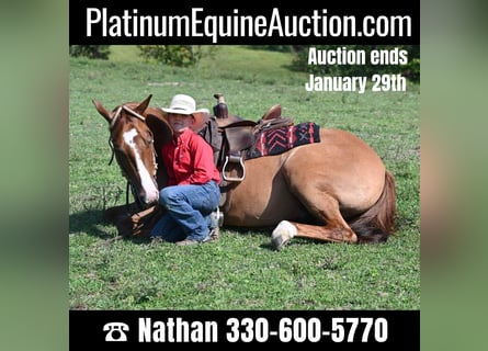 Quarter horse américain, Hongre, 5 Ans, Alezan dun