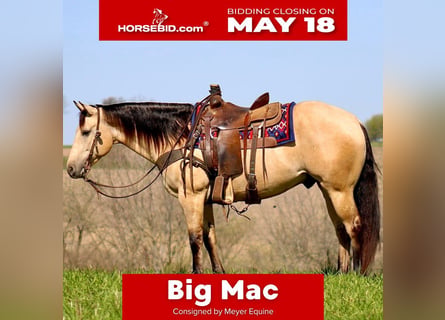 Quarter horse américain, Hongre, 5 Ans, Buckskin