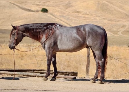 Quarter horse américain, Hongre, 5 Ans, Buckskin