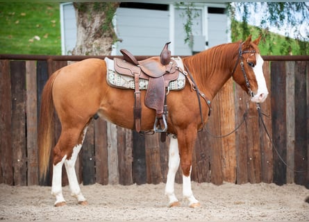 Quarter horse américain, Hongre, 5 Ans, Isabelle