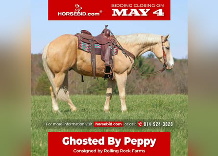 Quarter horse américain, Hongre, 5 Ans, Palomino