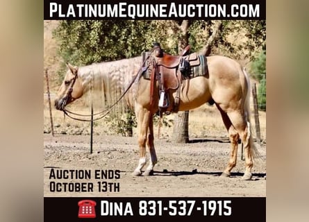 Quarter horse américain, Hongre, 5 Ans, Palomino