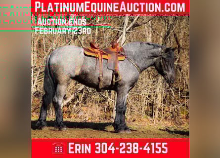 Quarter horse américain, Hongre, 5 Ans, Rouan Bleu