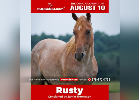 Quarter horse américain, Hongre, 5 Ans, Rouan Rouge