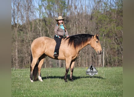 Quarter horse américain, Hongre, 5 Ans