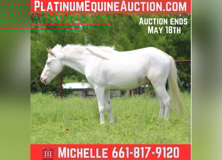 Quarter horse américain, Hongre, 6 Ans, 132 cm, Overo-toutes couleurs