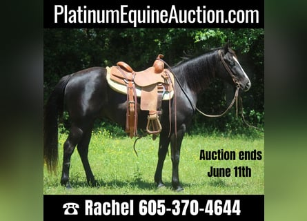Quarter horse américain, Hongre, 6 Ans, 135 cm, Noir
