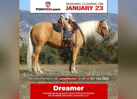 Quarter horse américain, Hongre, 6 Ans, 137 cm, Palomino