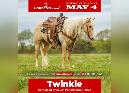 Quarter horse américain, Hongre, 6 Ans, 142 cm, Palomino