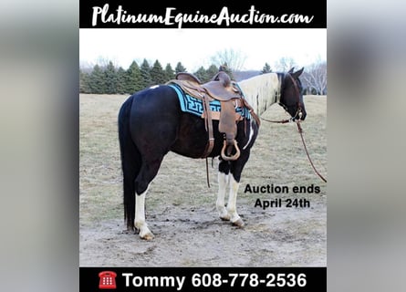 Quarter horse américain, Hongre, 6 Ans, 142 cm, Tobiano-toutes couleurs
