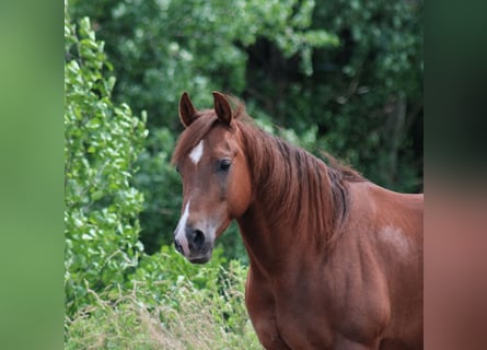 Quarter horse américain, Hongre, 6 Ans, 144 cm, Alezan