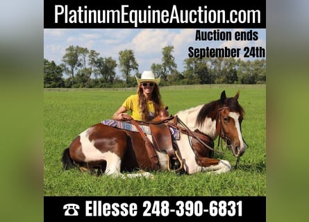 Quarter horse américain, Hongre, 6 Ans, 145 cm, Tobiano-toutes couleurs