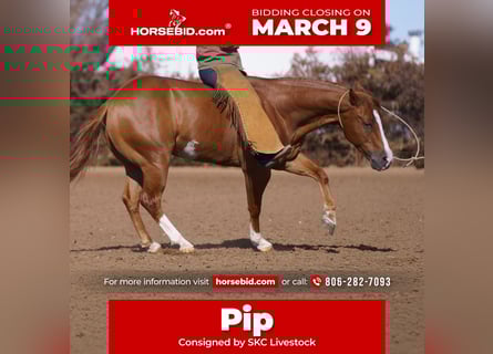 Quarter horse américain, Hongre, 6 Ans, 147 cm, Alezan cuivré