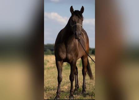 Quarter horse américain, Hongre, 6 Ans, 147 cm, Noir