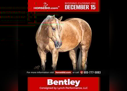 Quarter horse américain, Hongre, 6 Ans, 147 cm, Palomino