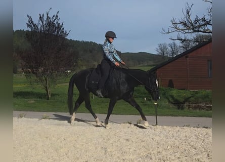 Quarter horse américain, Hongre, 6 Ans, 149 cm, Noir