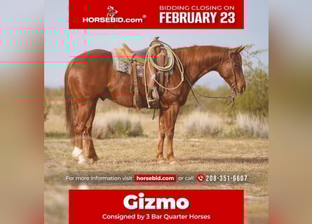 Quarter horse américain, Hongre, 6 Ans, 150 cm, Alezan cuivré