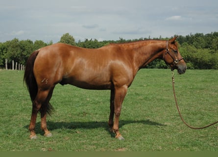 Quarter horse américain, Hongre, 6 Ans, 150 cm, Alezan