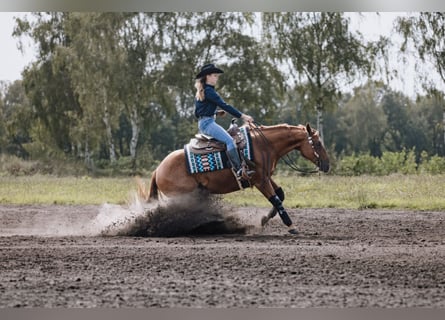 Quarter horse américain, Hongre, 6 Ans, 150 cm, Alezan