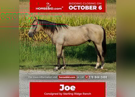 Quarter horse américain, Hongre, 6 Ans, 150 cm, Buckskin