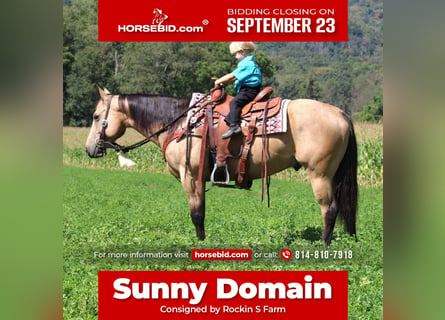 Quarter horse américain, Hongre, 6 Ans, 150 cm, Buckskin