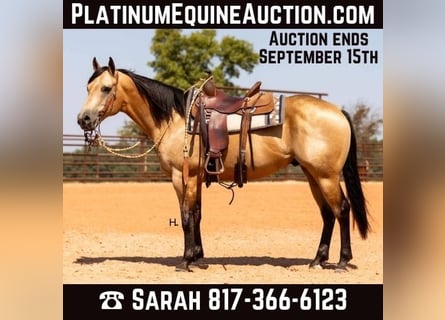 Quarter horse américain, Hongre, 6 Ans, 150 cm, Buckskin