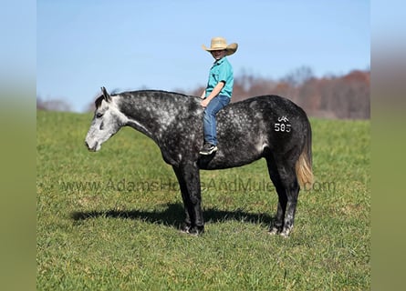 Quarter horse américain, Hongre, 6 Ans, 150 cm, Gris pommelé