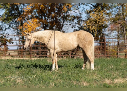 Quarter horse américain, Hongre, 6 Ans, 150 cm, Palomino