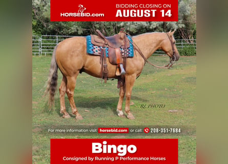 Quarter horse américain, Hongre, 6 Ans, 150 cm, Palomino