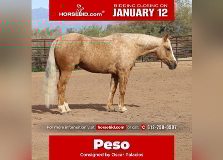 Quarter horse américain, Hongre, 6 Ans, 150 cm, Palomino