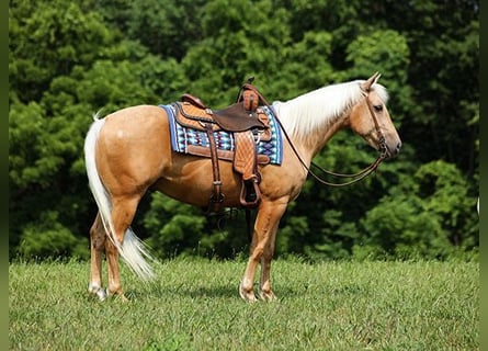 Quarter horse américain, Hongre, 6 Ans, 150 cm, Palomino